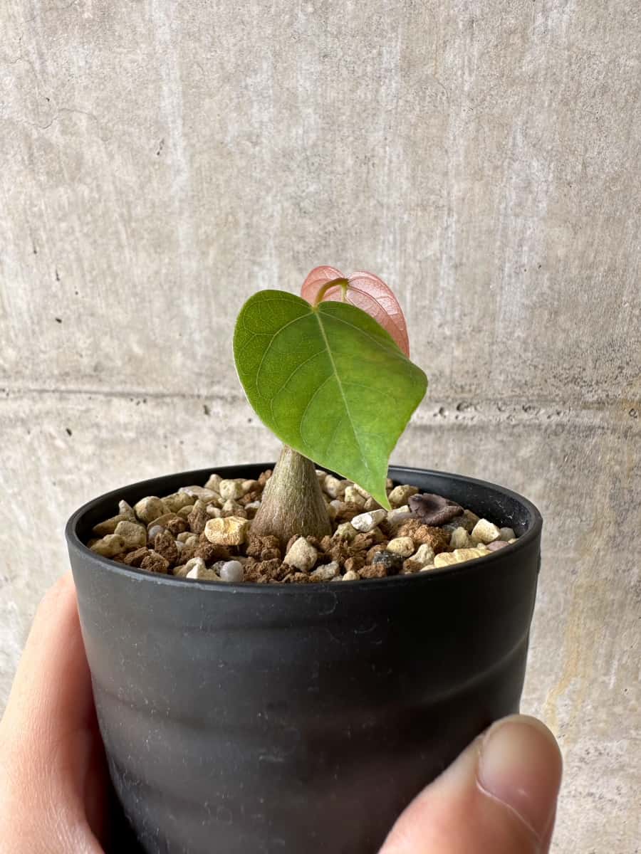 【現品限り】プセウドボンバックス・エリプティクム【C61】 Pseudobombax ellipticum ‘Rubrum