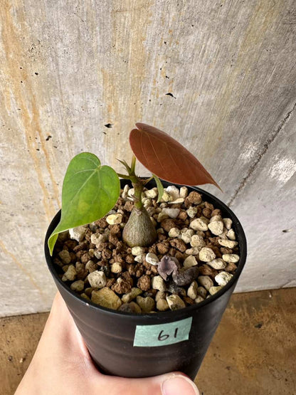 【現品限り】プセウドボンバックス・エリプティクム【C61】 Pseudobombax ellipticum ‘Rubrum