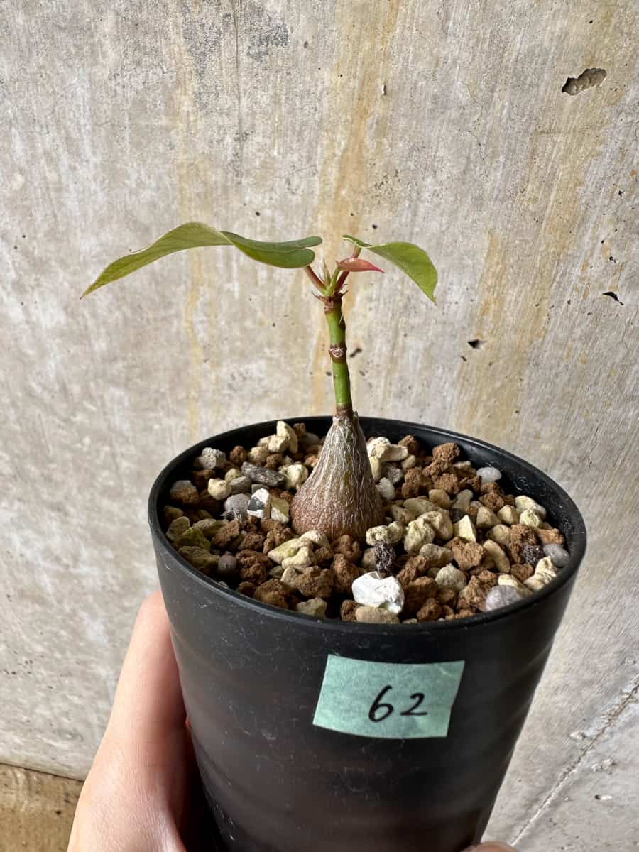 【現品限り】プセウドボンバックス・エリプティクム【C62】 Pseudobombax ellipticum ‘Rubrum