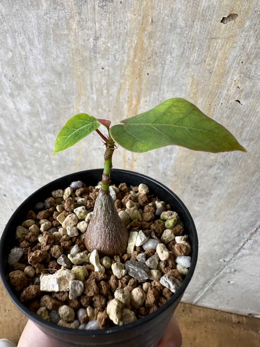 【現品限り】プセウドボンバックス・エリプティクム【C62】 Pseudobombax ellipticum ‘Rubrum