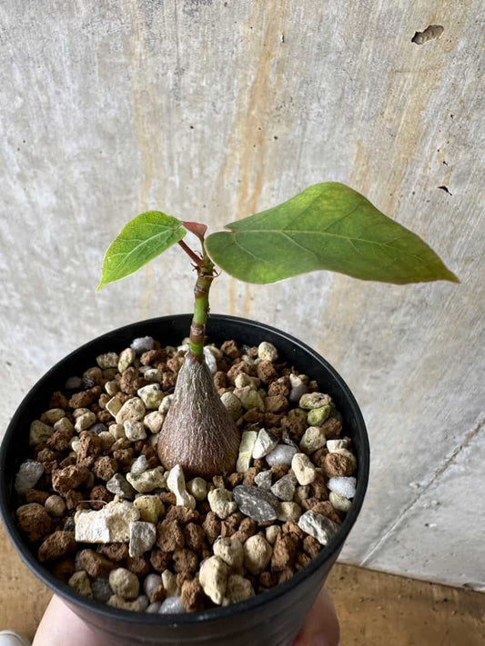 【現品限り】プセウドボンバックス・エリプティクム【C62】 Pseudobombax ellipticum ‘Rubrum