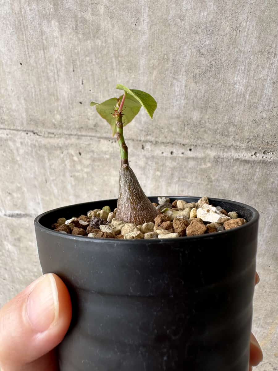 【現品限り】プセウドボンバックス・エリプティクム【C62】 Pseudobombax ellipticum ‘Rubrum