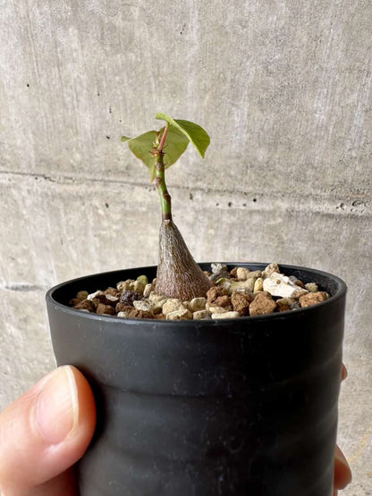 【現品限り】プセウドボンバックス・エリプティクム【C62】 Pseudobombax ellipticum ‘Rubrum