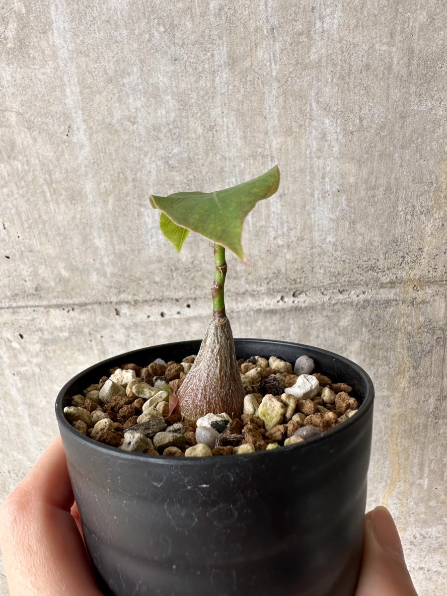 【現品限り】プセウドボンバックス・エリプティクム【C62】 Pseudobombax ellipticum ‘Rubrum