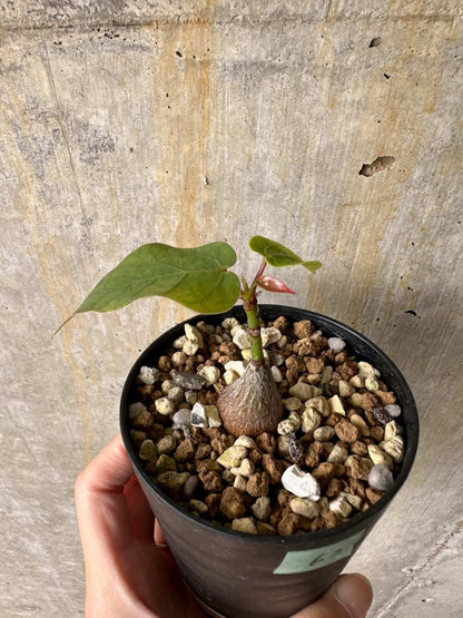 【現品限り】プセウドボンバックス・エリプティクム【C62】 Pseudobombax ellipticum ‘Rubrum