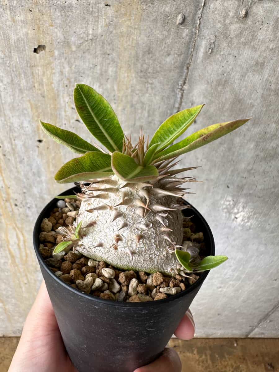 現品限り】パキポディウム・エブレネウム【C63】 Pachypodium eburneum