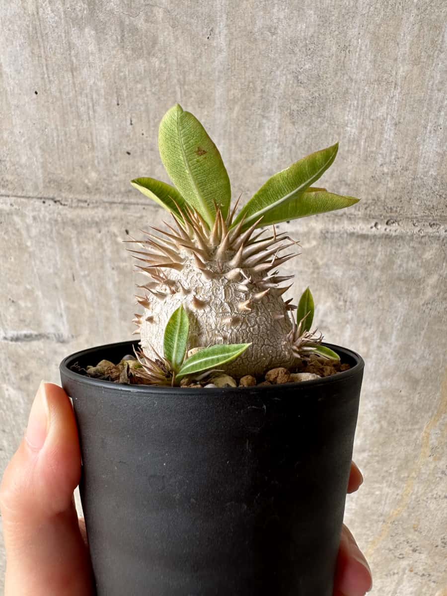 【現品限り】パキポディウム・エブレネウム【C63】 Pachypodium eburneum