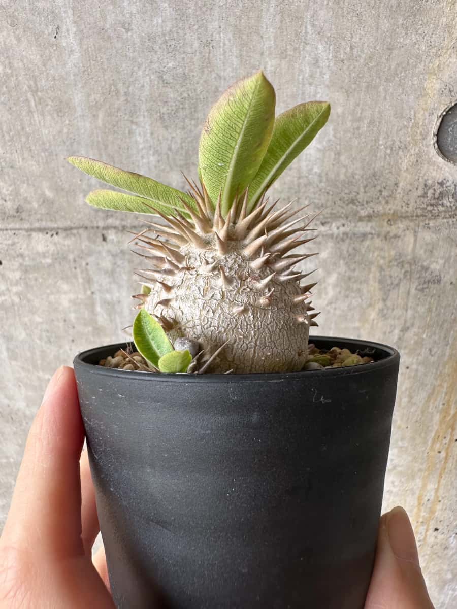 現品限り】パキポディウム・エブレネウム【C63】 Pachypodium eburneum