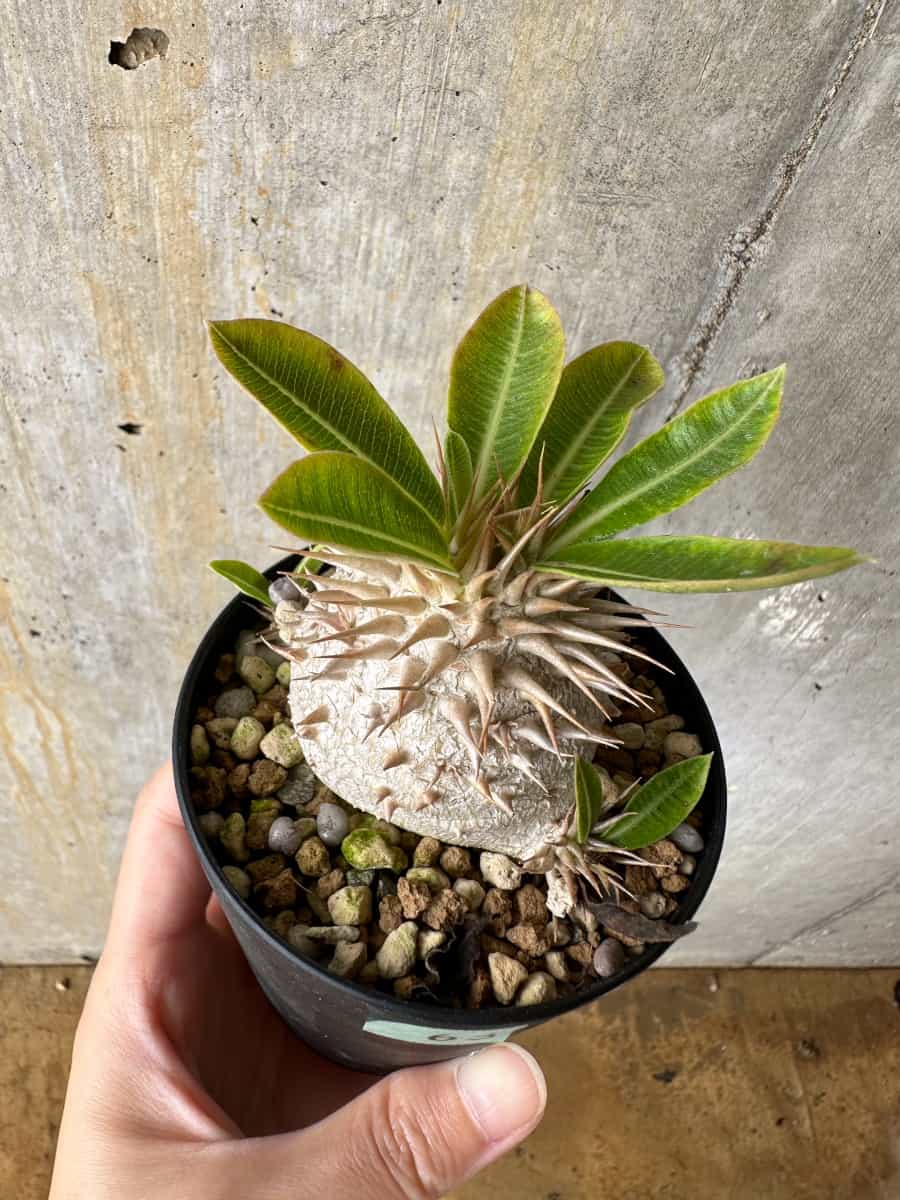 現品限り】パキポディウム・エブレネウム【C63】 Pachypodium eburneum