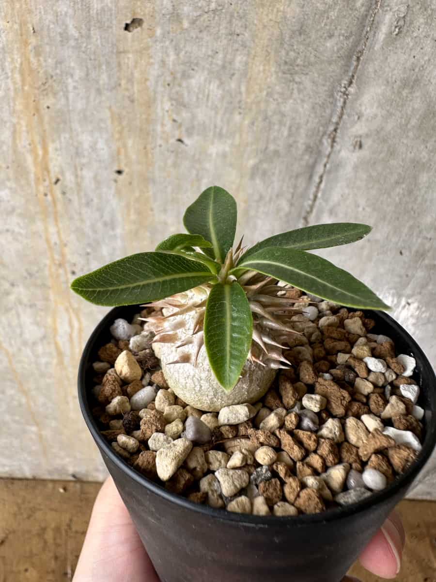 【現品限り】パキポディウム・エブレネウム【C64】 Pachypodium eburneum