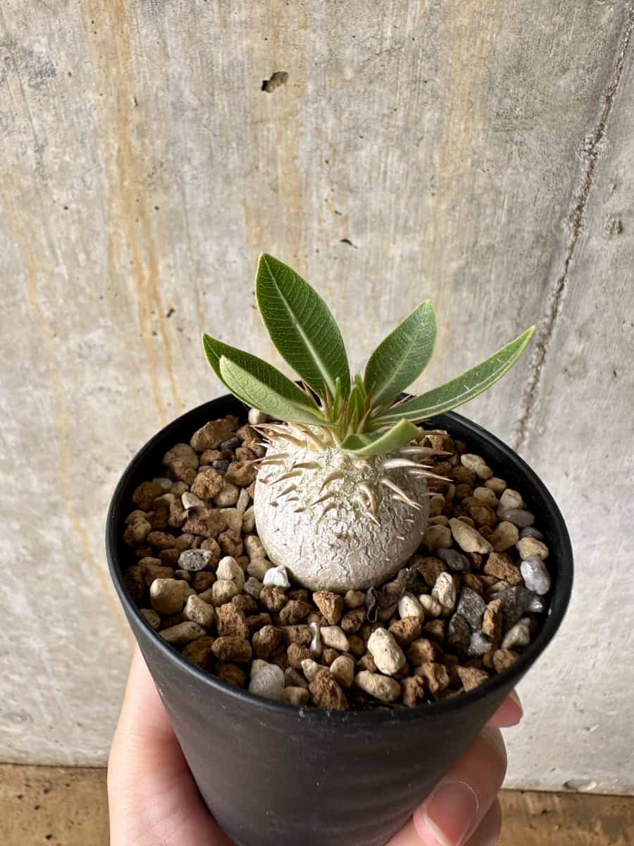 【現品限り】パキポディウム・エブレネウム【C65】 Pachypodium eburneum