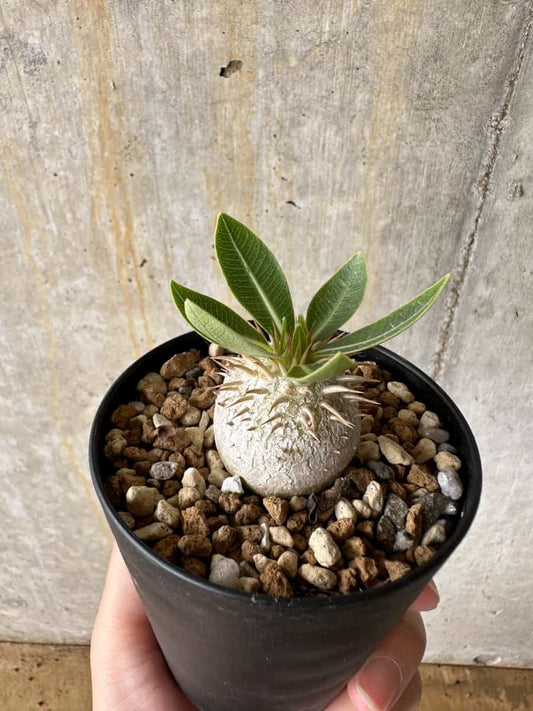 【現品限り】パキポディウム・エブレネウム【C65】 Pachypodium eburneum