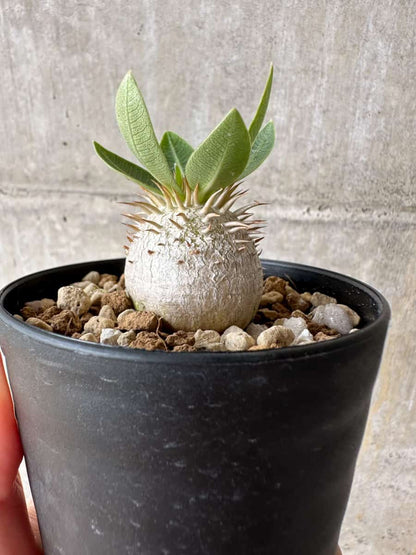 【現品限り】パキポディウム・エブレネウム【C65】 Pachypodium eburneum