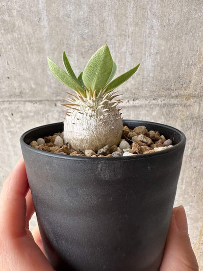【現品限り】パキポディウム・エブレネウム【C65】 Pachypodium eburneum