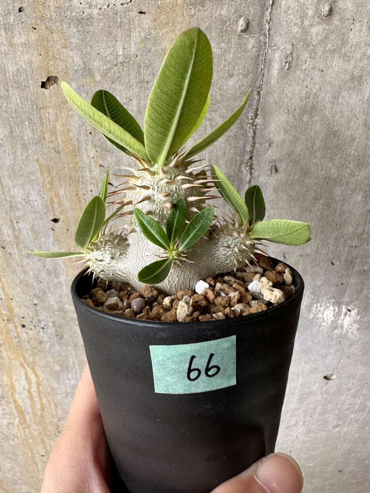 【現品限り】パキポディウム・エブレネウム【C66】 Pachypodium eburneum