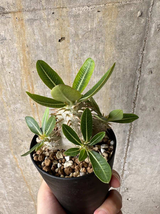 【現品限り】パキポディウム・エブレネウム【C66】 Pachypodium eburneum