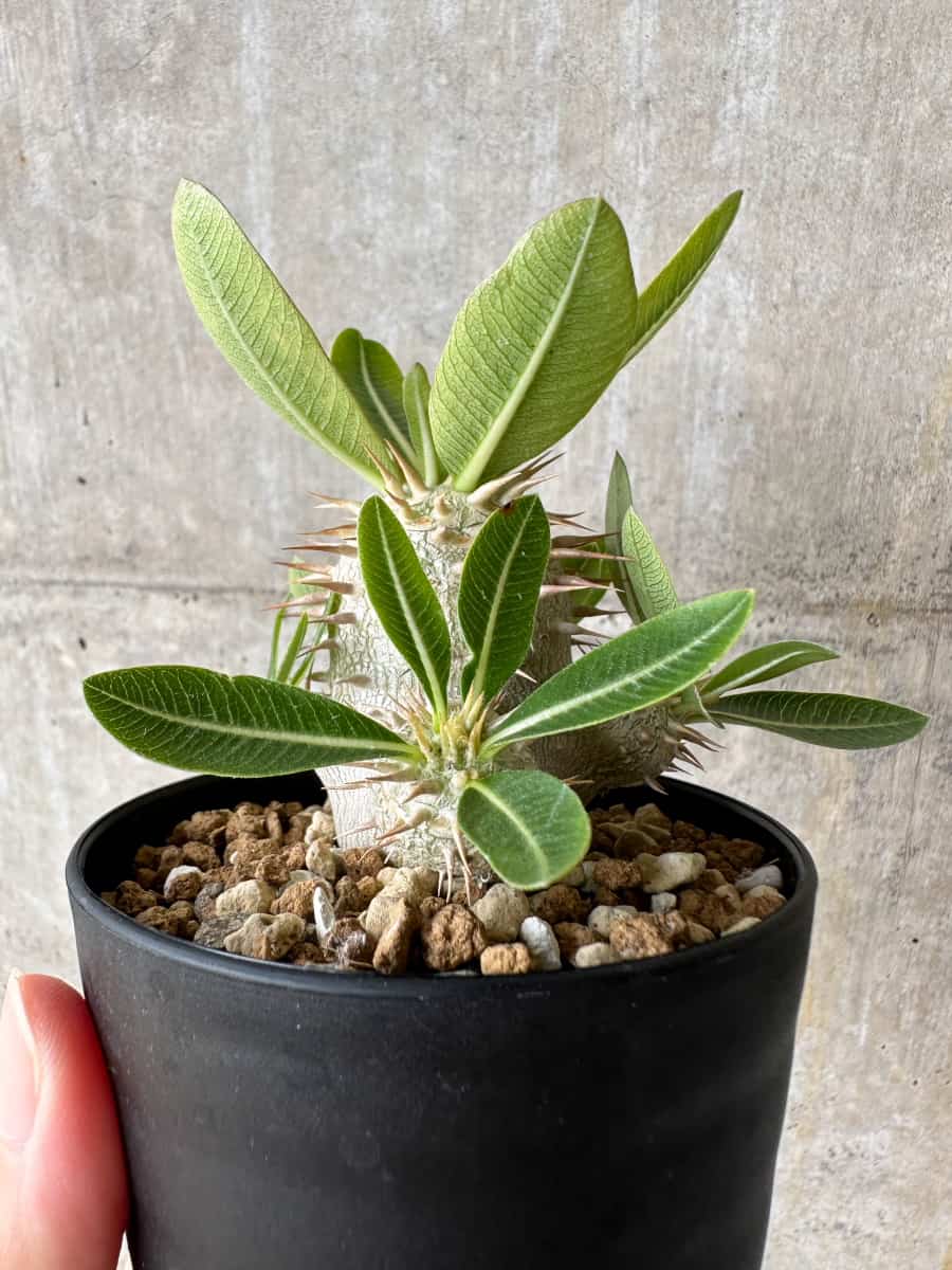 【現品限り】パキポディウム・エブレネウム【C66】 Pachypodium eburneum