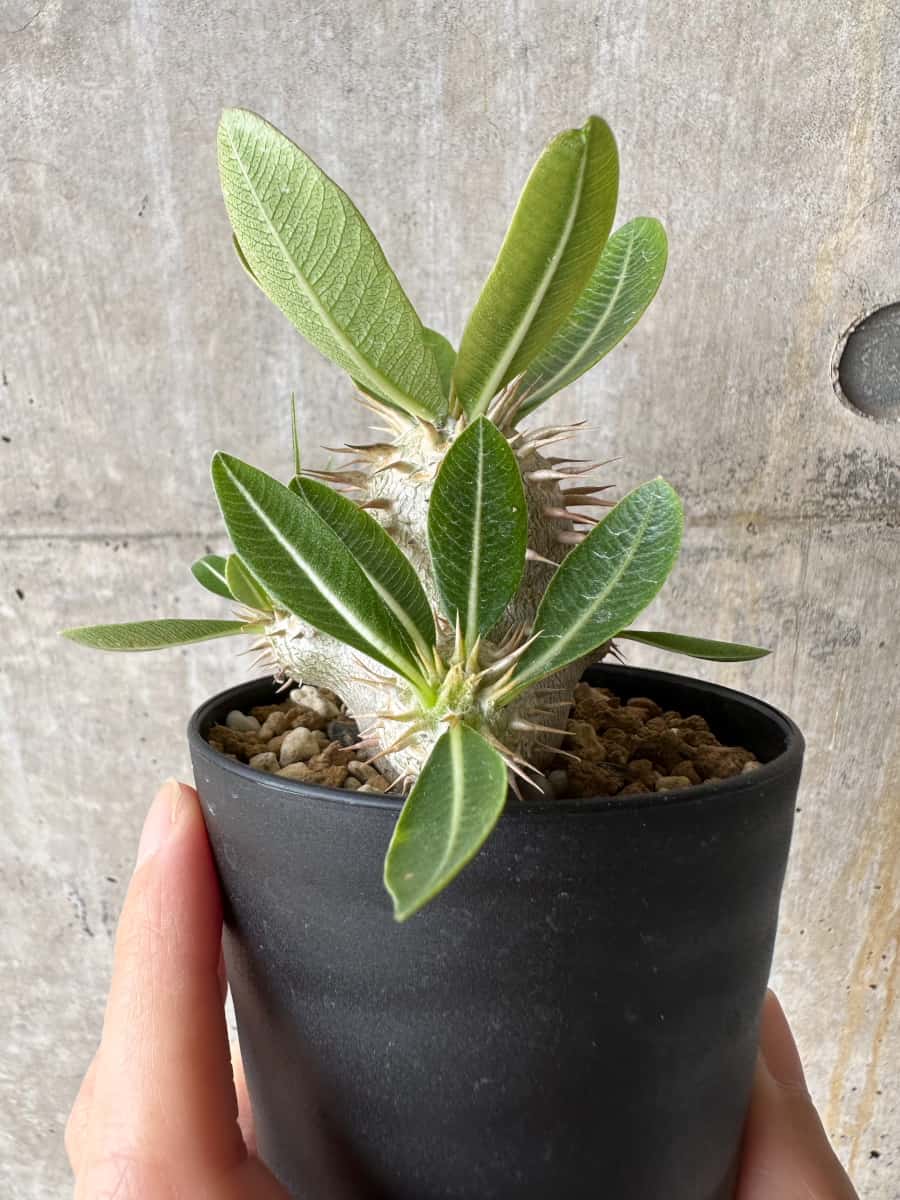 【現品限り】パキポディウム・エブレネウム【C66】 Pachypodium eburneum