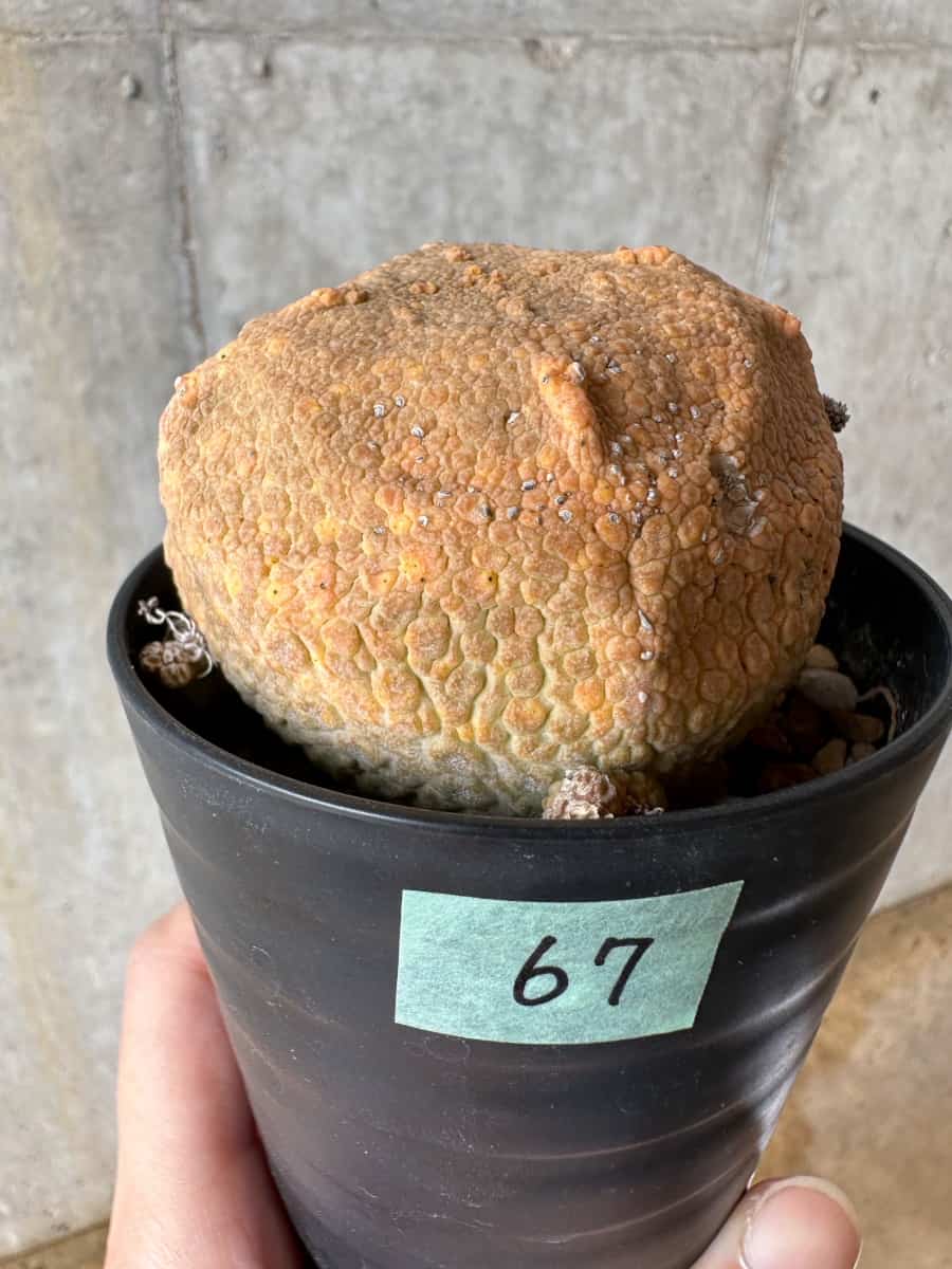 【現品限り】プセウドリトス・クビフォルメ【C67】 Pseudolithos cubiforme