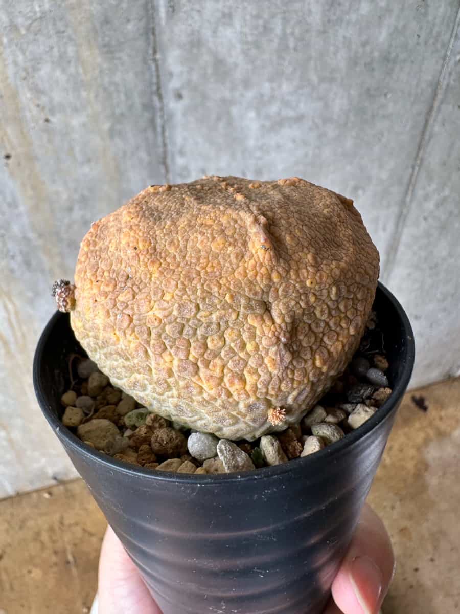 現品限り】プセウドリトス・クビフォルメ【C67】 Pseudolithos