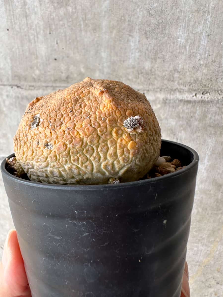 【現品限り】プセウドリトス・クビフォルメ【C67】 Pseudolithos cubiforme