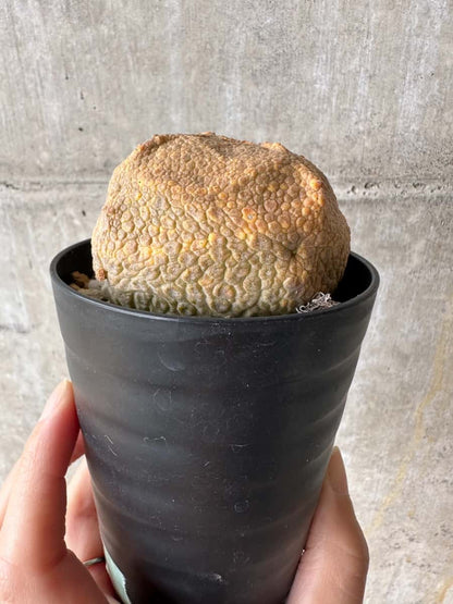 【現品限り】プセウドリトス・クビフォルメ【C67】 Pseudolithos cubiforme