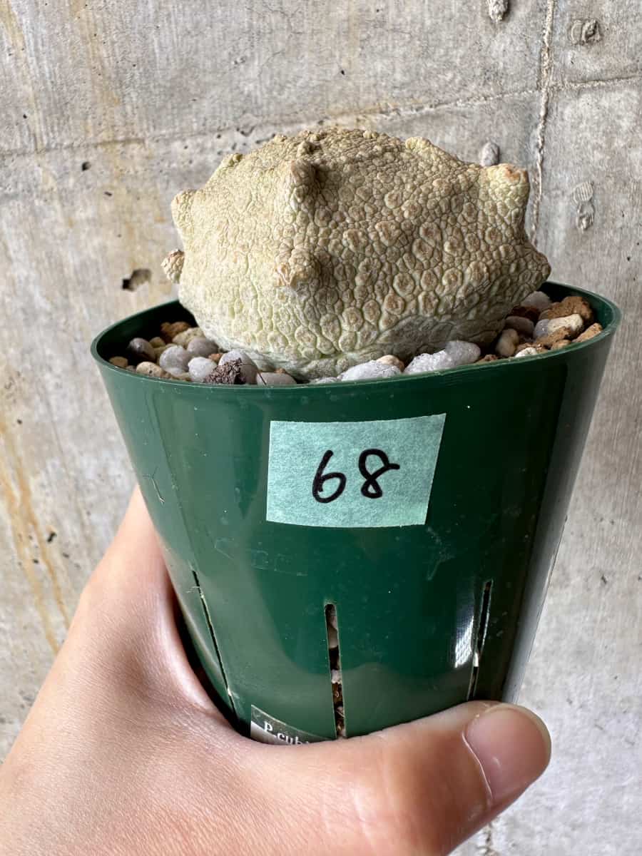 【現品限り】プセウドリトス・クビフォルメ【C68】 Pseudolithos cubiforme