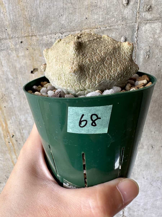 【現品限り】プセウドリトス・クビフォルメ【C68】 Pseudolithos cubiforme