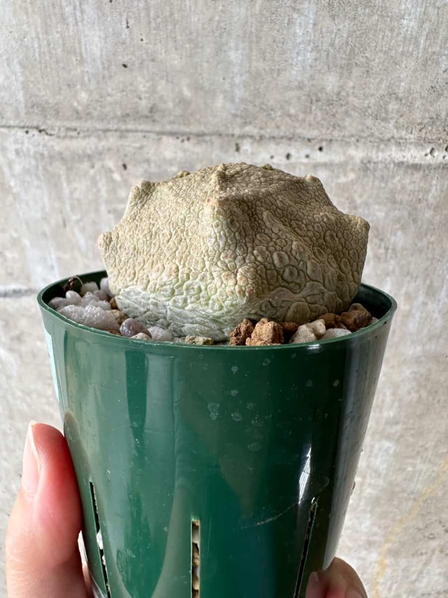 【現品限り】プセウドリトス・クビフォルメ【C68】 Pseudolithos cubiforme