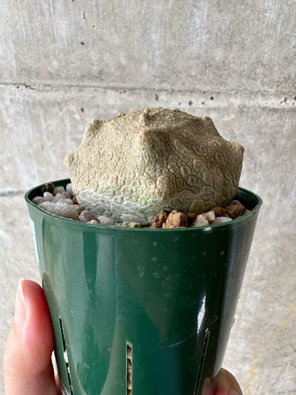【現品限り】プセウドリトス・クビフォルメ【C68】 Pseudolithos cubiforme