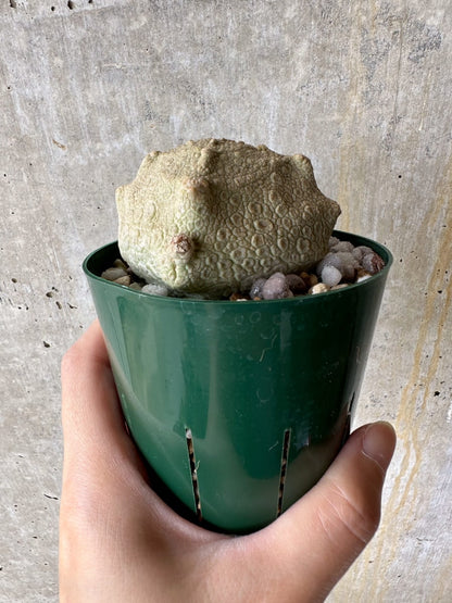 【現品限り】プセウドリトス・クビフォルメ【C68】 Pseudolithos cubiforme