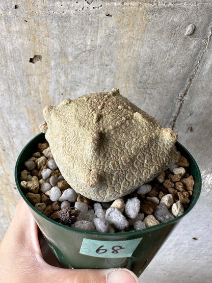 【現品限り】プセウドリトス・クビフォルメ【C68】 Pseudolithos cubiforme