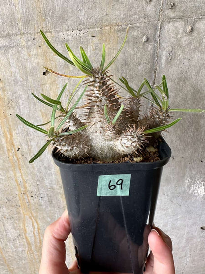 【現品限り】パキポディウム・グラキリス【C69】 Pachypodium gracilius