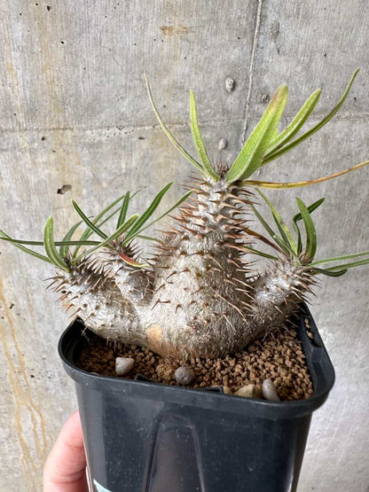【現品限り】パキポディウム・グラキリス【C69】 Pachypodium gracilius