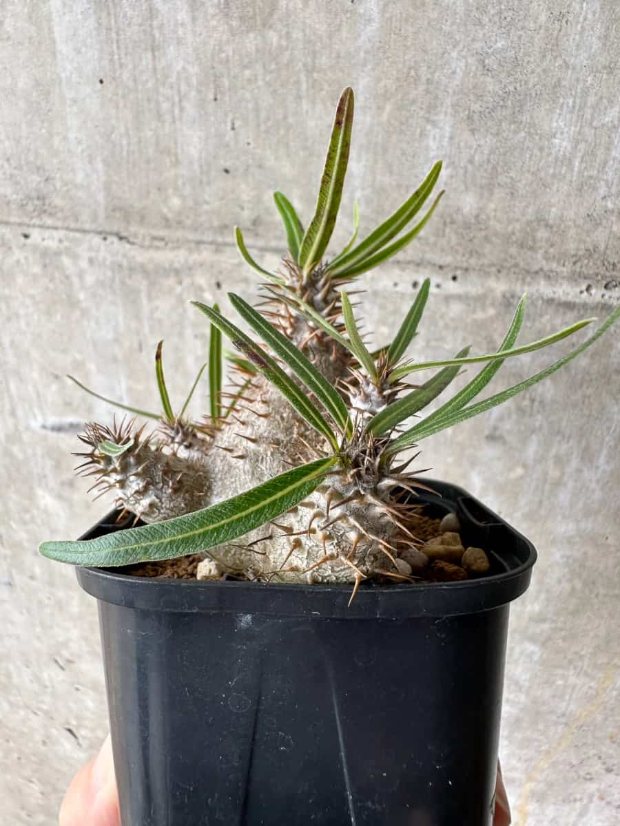 【現品限り】パキポディウム・グラキリス【C69】 Pachypodium gracilius
