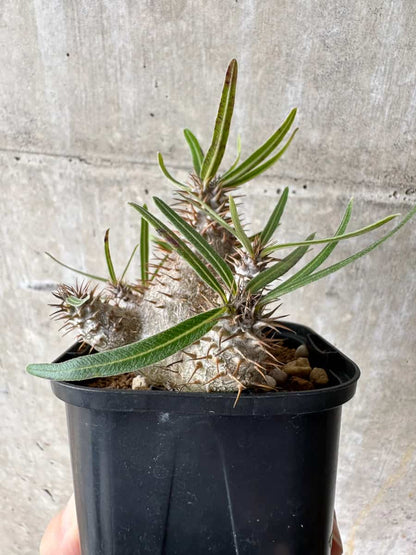 【現品限り】パキポディウム・グラキリス【C69】 Pachypodium gracilius