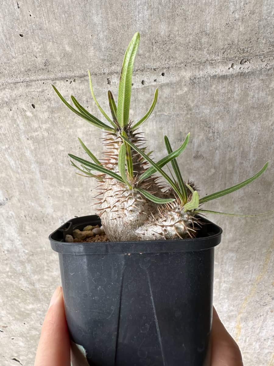 【現品限り】パキポディウム・グラキリス【C69】 Pachypodium gracilius