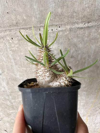 【現品限り】パキポディウム・グラキリス【C69】 Pachypodium gracilius