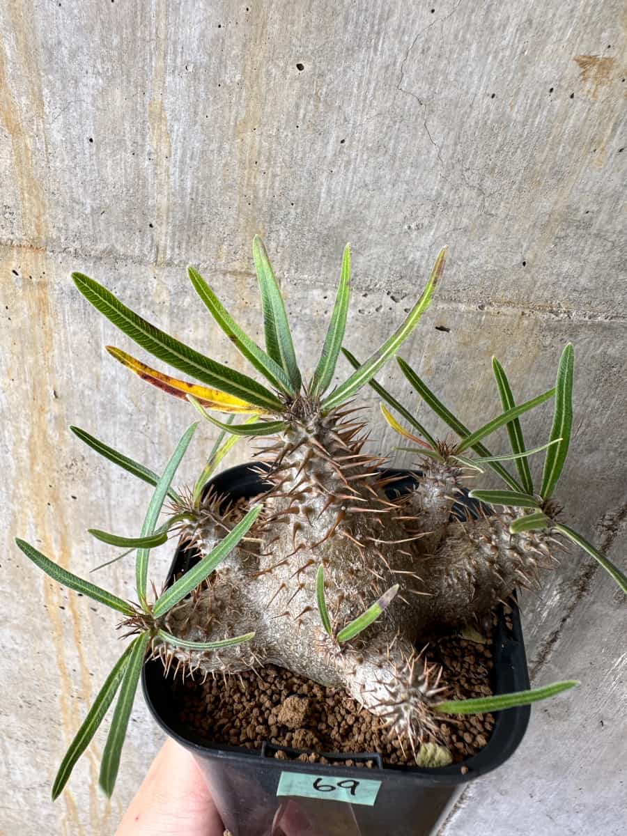 【現品限り】パキポディウム・グラキリス【C69】 Pachypodium gracilius