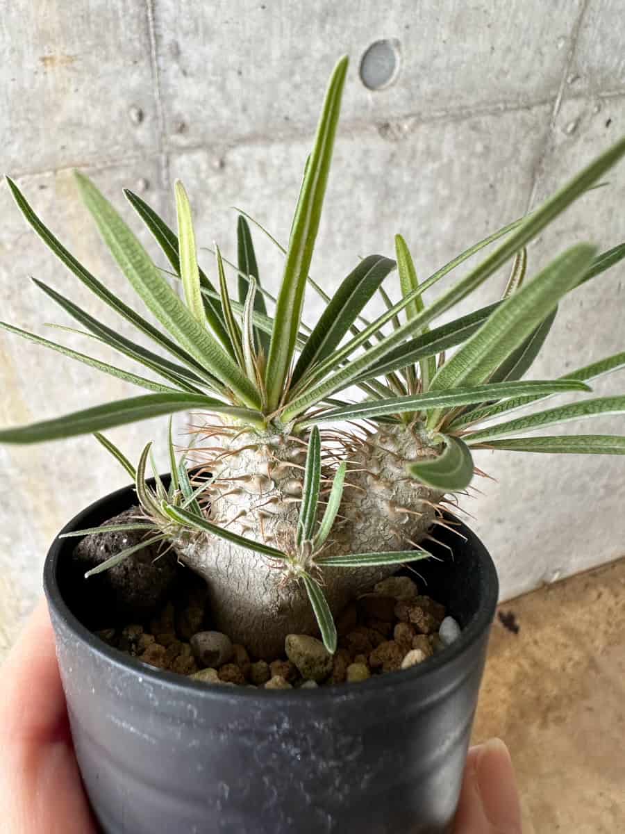 【現品限り】パキポディウム・グラキリス【C6】 Pachypodium gracilius