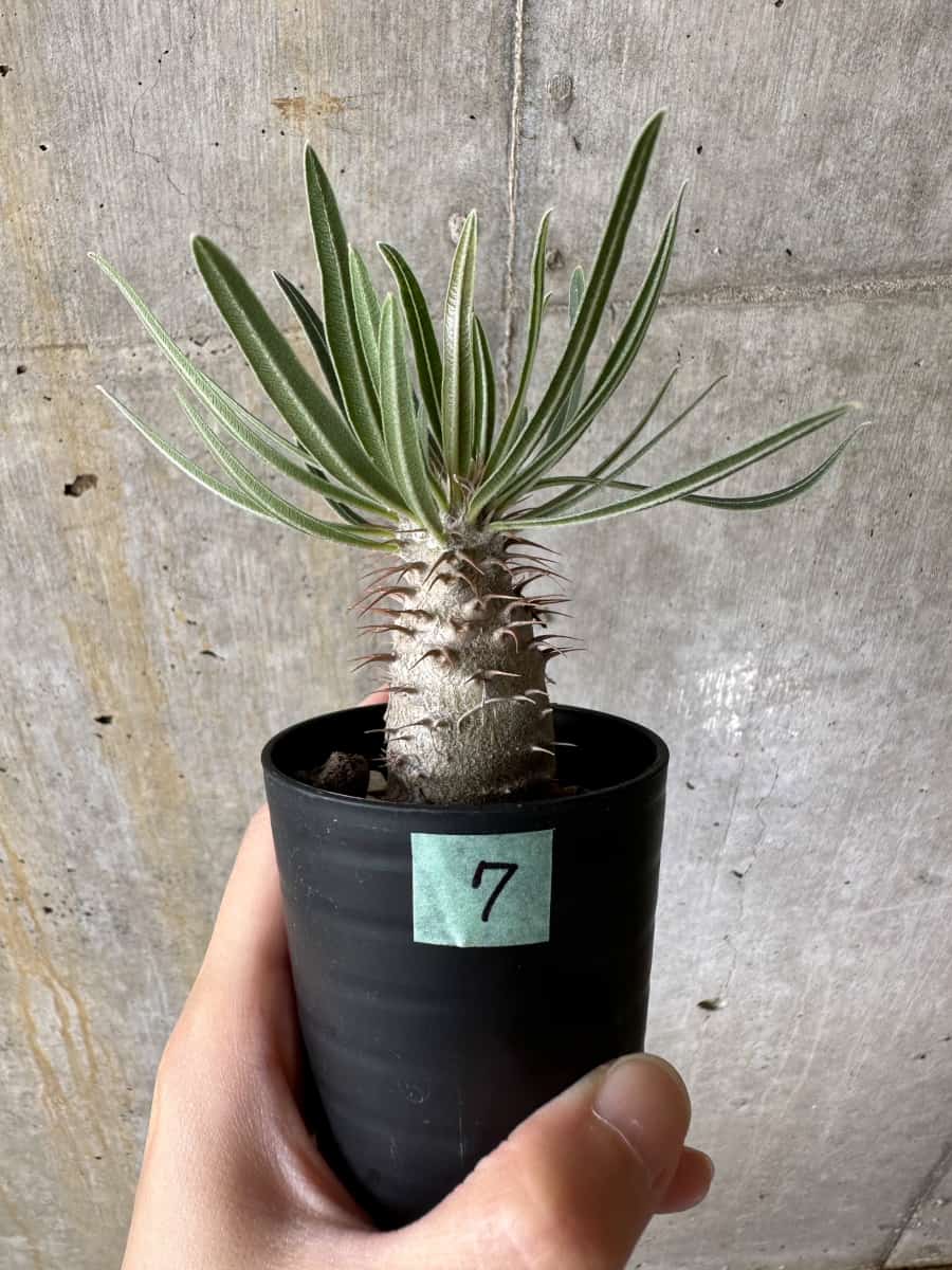 【現品限り】パキポディウム・グラキリス【C7】 Pachypodium gracilius