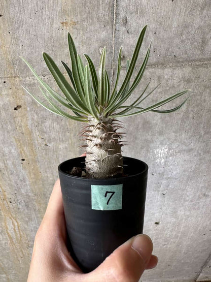 【現品限り】パキポディウム・グラキリス【C7】 Pachypodium gracilius