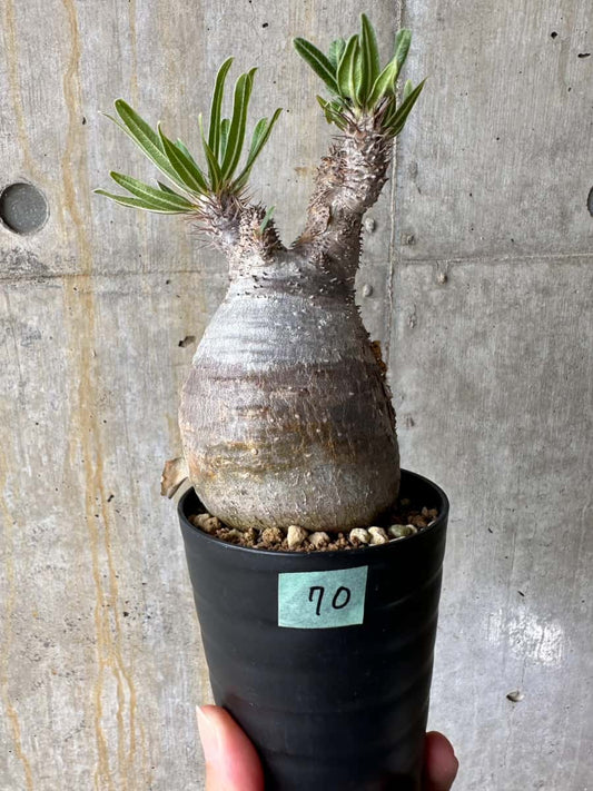【現品限り】パキポディウム・グラキリス 現地株【C70】 Pachypodium gracilius