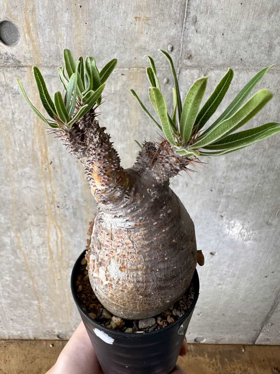 【現品限り】パキポディウム・グラキリス 現地株【C70】 Pachypodium gracilius