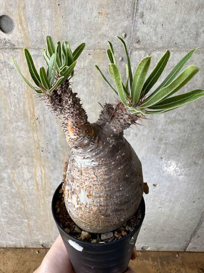 【現品限り】パキポディウム・グラキリス 現地株【C70】 Pachypodium gracilius