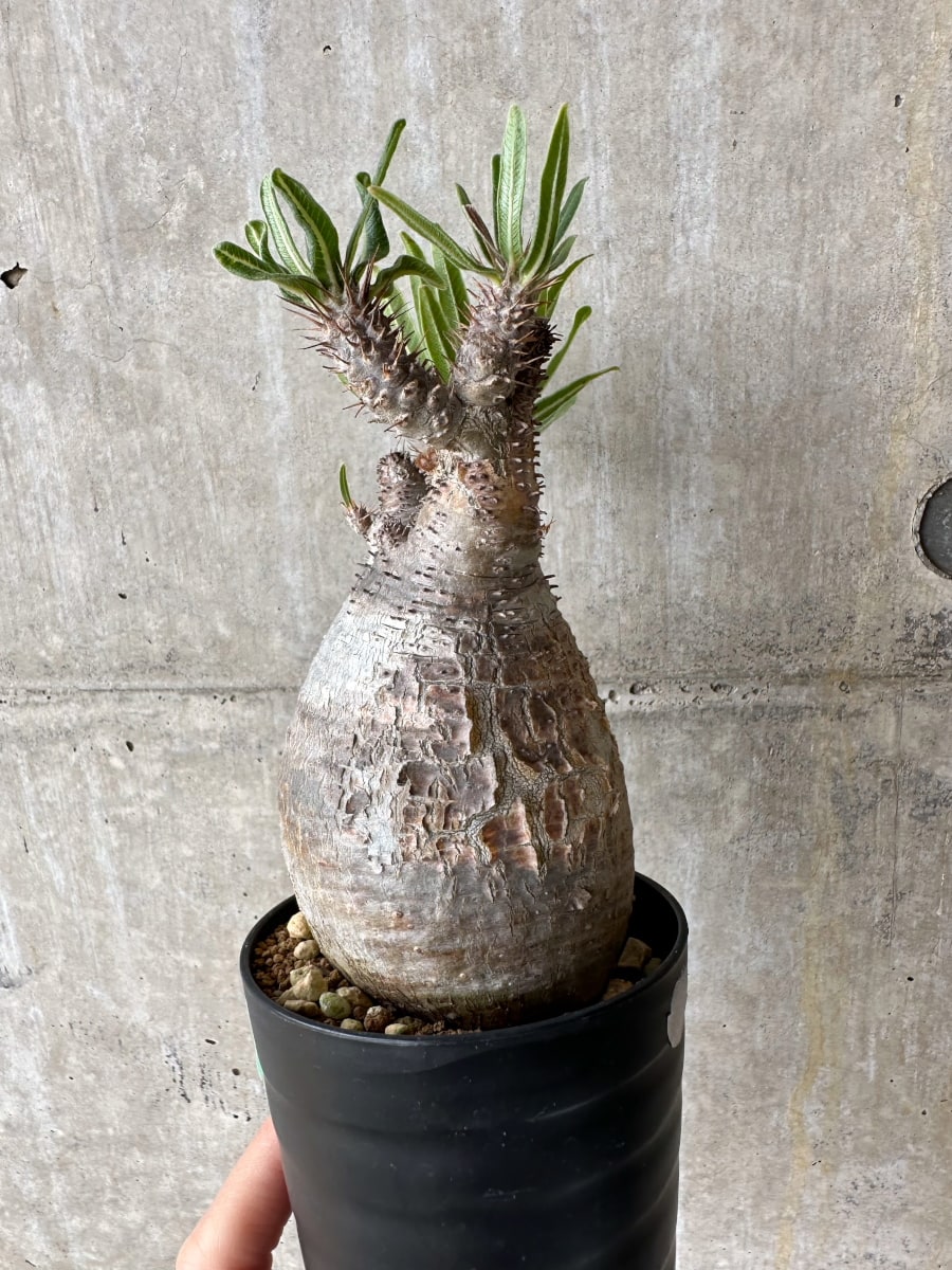 【現品限り】パキポディウム・グラキリス 現地株【C70】 Pachypodium gracilius