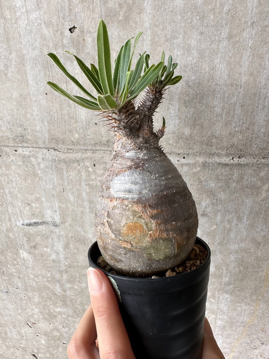 【現品限り】パキポディウム・グラキリス 現地株【C70】 Pachypodium gracilius