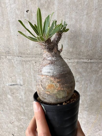 【現品限り】パキポディウム・グラキリス 現地株【C70】 Pachypodium gracilius