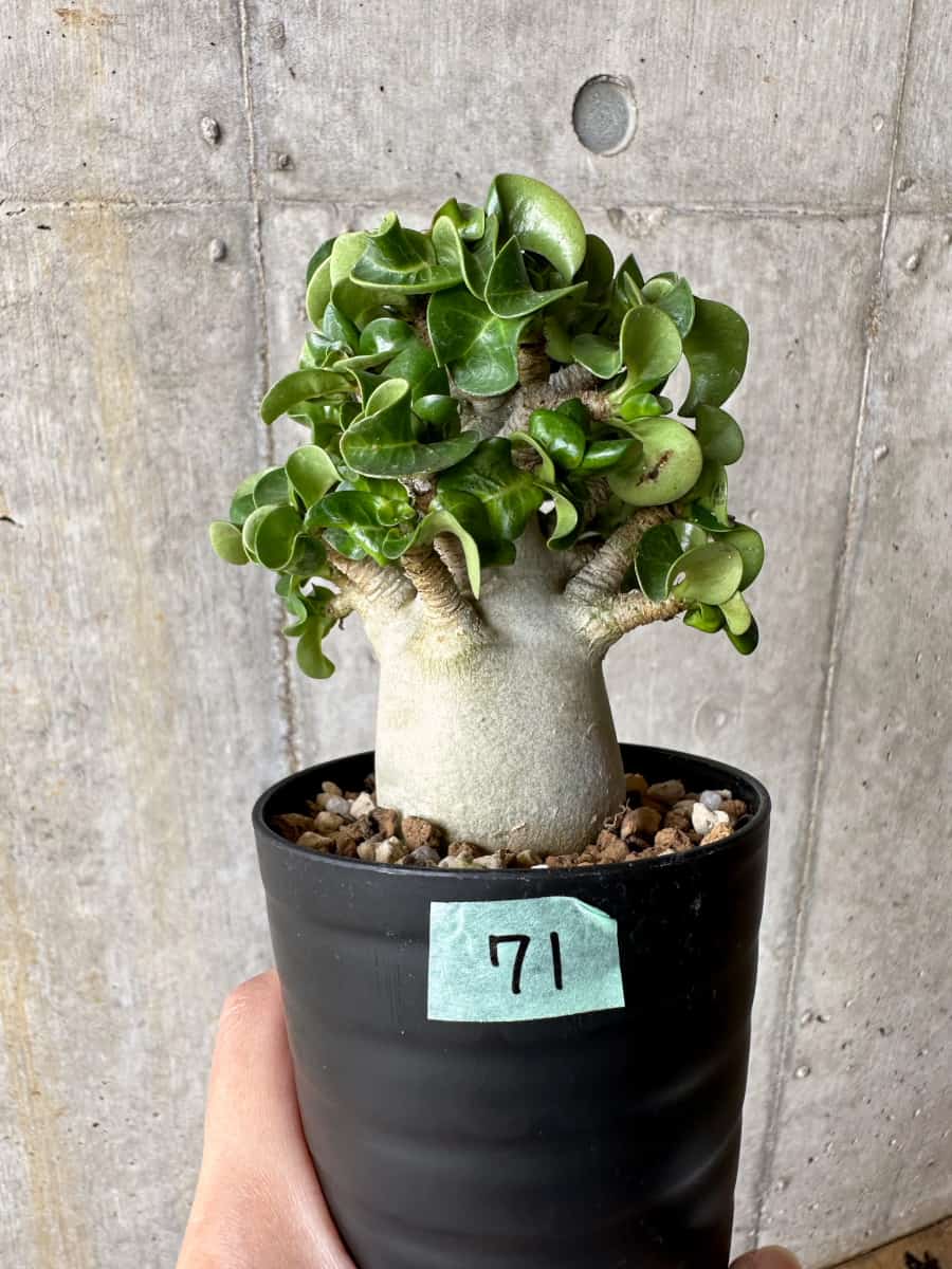 【現品限り】アデニウム・DHA 葉巻【C71】 Adenium DHA