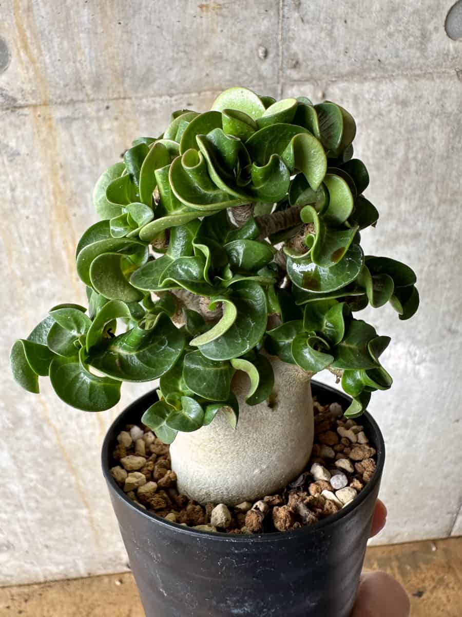 【現品限り】アデニウム・DHA 葉巻【C71】 Adenium DHA